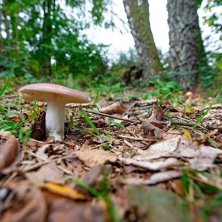 Alpehytte Au Ptit Bois *